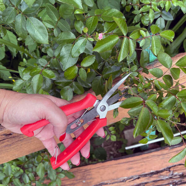 Florano - Innovative Plant Scissors: Increase Fruit Production Easily!