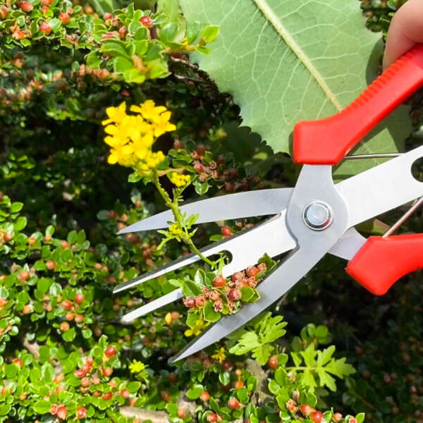 Florano - Innovative Plant Scissors: Increase Fruit Production Easily!