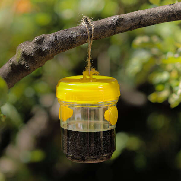 Trappoly - Hanging Insect Trap: Effective Protection for Your Garden!