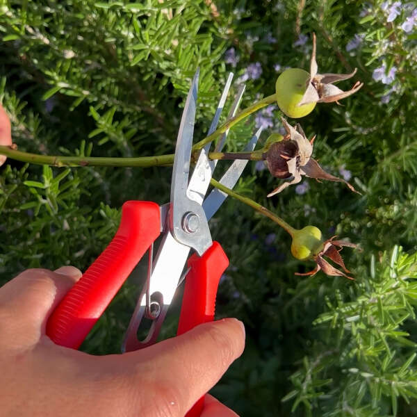 Florano - Innovative Plant Scissors: Increase Fruit Production Easily!