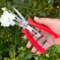 Florano - Innovative Plant Scissors: Increase Fruit Production Easily!