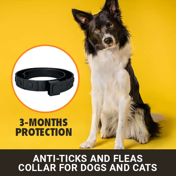 Kantick Plus - Anti-Parasite Collar for Pets: Effective Protection Against Fleas and Ticks!